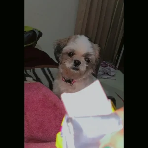 A White-Brown Mix Shih Tzu Dog Missing from Sector 39 B-3
