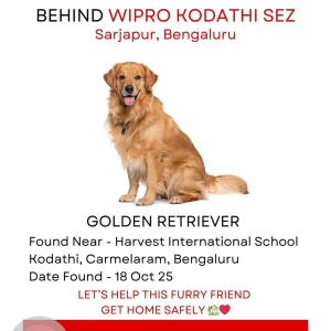 A Golden Golden Retriever Dog Found from Hadosiddapura, Bengaluru-2
