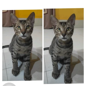 A Black and Brown Tabby Cat Missing from Raipur