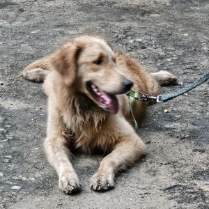 A Golden Golden retriever Dog Found from Chennai-4