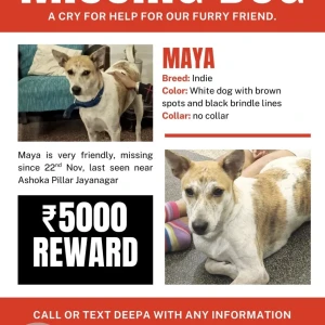 A White-Brown Mix Indie Dog Missing from Bengaluru-5