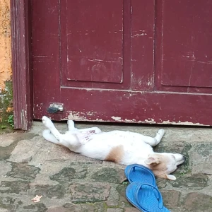 A White-Brown Mix Pomeranian and Indie Mix Dog Missing from Ranchi-4