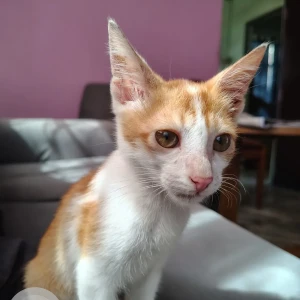 A Golden Indie Cat Missing from Ulubari, Guwahati