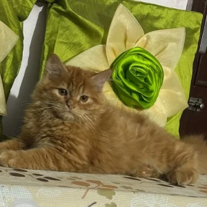 A Golden Persian Cat Missing from Sector 59, Mohali-3