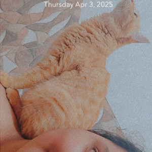 A Orange Indian Cat Missing from Driver's street pudupet-3