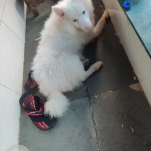 A White Indian spitz / pomeranian Dog Found from Govandi Railway Station, Mumbai