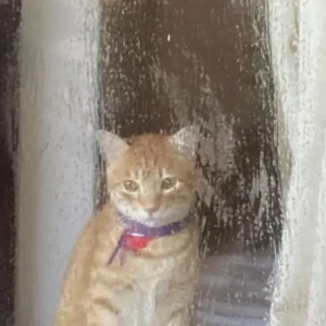 A Orange Ginger Cat Missing from Southcliff, Varkala-4