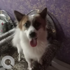 A White-Brown Mix Cultured Spitz Dog Missing from Noonmati, Guwahati