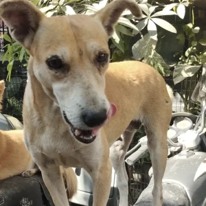 A Brown Indie Dog Missing from New Delhi-2
