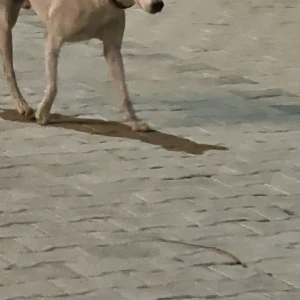 A White-Brown Mix Indie Dog Found from Ardee City Gate 1 Road,Near Zooper-3