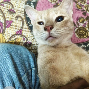 A White-Brown Mix Indie Cat Missing from Tigri Colony, New Delhi