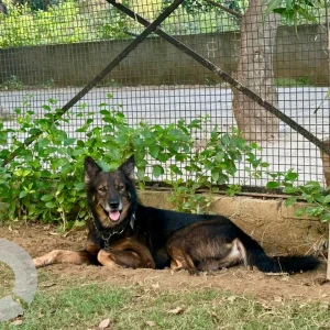 A Black and Brown German Shepherd mix Dog Found from Greater Noida