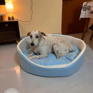 A White-Brown Mix Indie Dog Missing from New Delhi