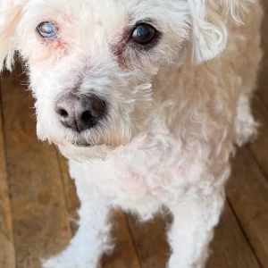 A White Bishon Friese Dog Missing from DALESSIO DRIVE