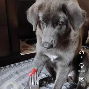 A Grey Bhotia Dog Missing from Greater Noida-2