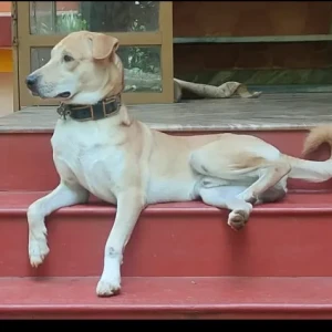 A Brown Indie Dog Missing from Yashwant Nagar, Ponda-2