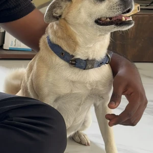 A Golden Pug Cross Dog Missing from Maduravoyal, Chennai-2