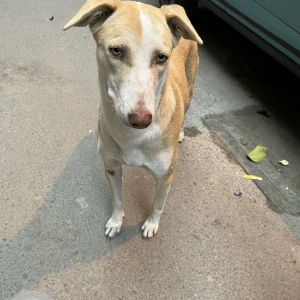 A White-Brown Mix Indie Mix Dog Found from Bengaluru-3