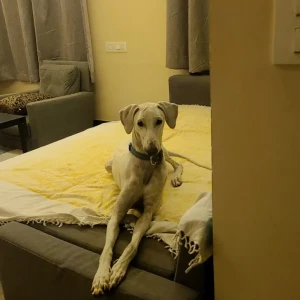 A White Mudhol hound Dog Missing from Agara, Bengaluru