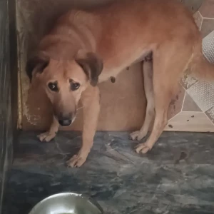 A Light Brown Indian Street Dog Dog Missing from Katraj, Pune