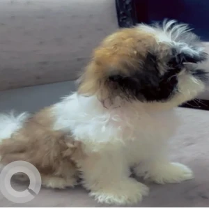 A White-Brown Mix Shihtzu Dog Missing from Lucknow