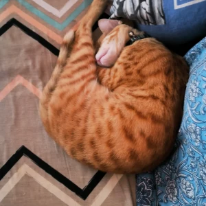 A Golden Normal Cat Missing from Noida-2