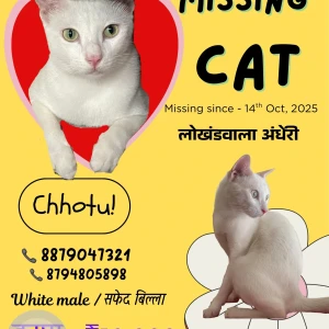 A White Indie Cat Missing from Mumbai-2