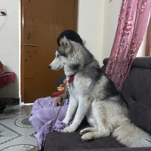 A Black and White Husky Dog Missing from Pilligundla, Anantapur-2