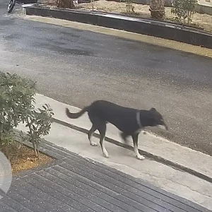 A Black and White Indie Dog Missing from Noida-2