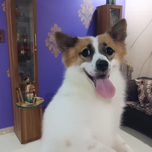 A White-Brown Mix Cultured Spitz Dog Missing from Noonmati, Guwahati