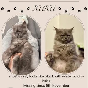 A Grey Persian Cat Missing from Ghuma, Ahmedabad