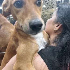 A Brown Indie Dog Missing from Kanganheri, New Delhi