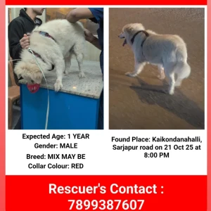 A White Mix Dog Found from Bengaluru-2