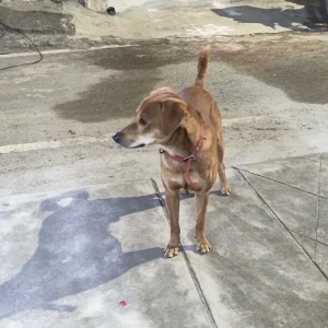 A Brown Indie mix Dog Found from Valasaravakkam, Chennai-5