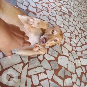 A Brown Indie Dog Missing from Mumbai-3