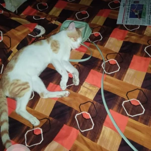 A White-Brown Mix Indie Cat Missing from HIG 135, housing park colony, karond, Bhopal