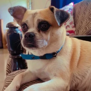 A Golden Pug Cross Dog Missing from Maduravoyal, Chennai