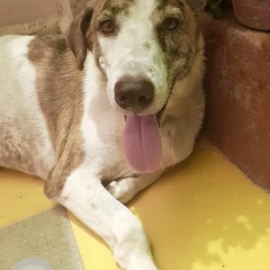 A White-Brown Mix Indie Dog Missing from Indore