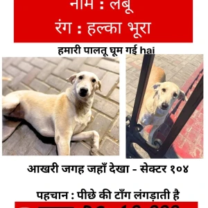 A White-Brown Mix Indie Dog Missing from Sector 104, Noida-2