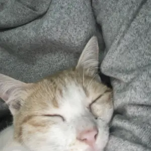 A Light Brown Indian Cat Missing from Vasant vihar phase 2-3