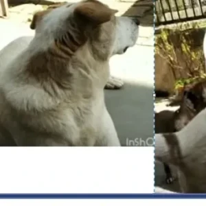 A White-Brown Mix Indie Dog Missing from New Delhi-2