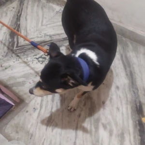 A Black and White Indie Dog Missing from Greater Noida