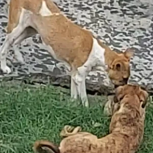 A White-Brown Mix Indie Dog Found from Nehru Nagar, Ghaziabad-3