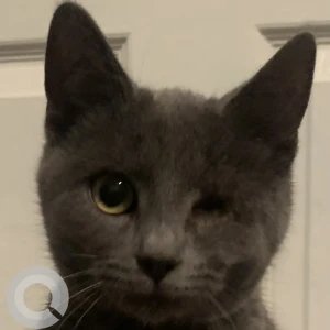 A Grey Mixed Breed Cat Missing from 7370 Adamsville Road