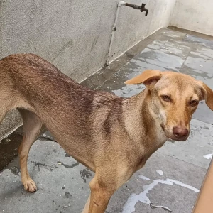 A Brown Pillu Dog Missing from Nigdi, Pimpri Chinchwad-2