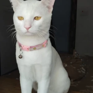 A White Indian Cat Missing from Patna-2