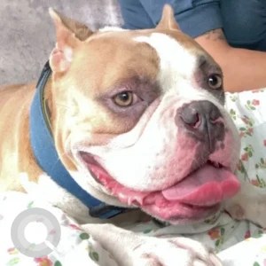 A Light Brown American bully Dog Missing from Singhu, New Delhi-2