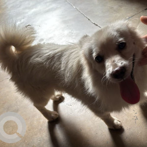 A White Indian Spitz or Pomeranian Dog Found from Inder Puri, New Delhi-2