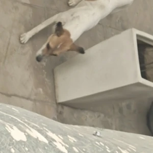 A White-Brown Mix Indie Dog Found from Ardee City, E Block, Sector 52-2