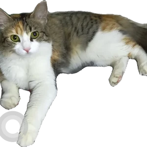 A White-Brown Mix Mixed indian and persian Cat Missing from Whitefield, Bengaluru